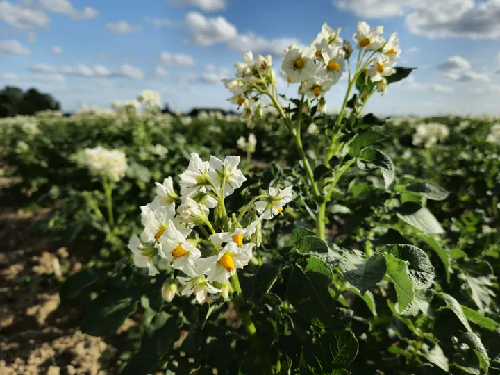 Bellegem, West-Vlaanderen (België)